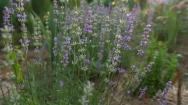 Lavanta tarlasında çiçek açan çiçekleri kapat
