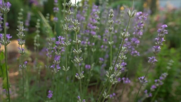 Gros plan des fleurs en fleurs sur le champ de lavande — Video