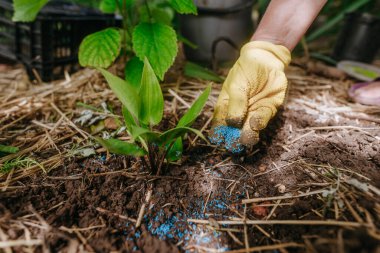 The gardener transplants seedlings from a flower pot into the ground. Adding fertilizer when planting. clipart