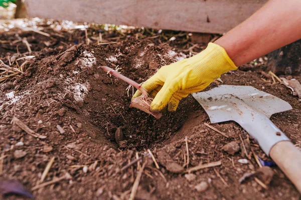 Κοντινό Πλάνο Κηπουρού Που Φυτεύει Πατάτες Εργαζόμενος Γάντια Που Συγκρατεί — Φωτογραφία Αρχείου