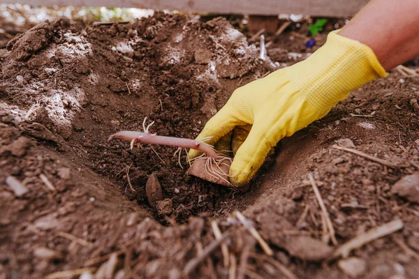 Sluiten Van Tuinier Planten Aardappel Werknemer Handschoenen Met Aardappelspruitje — Stockfoto