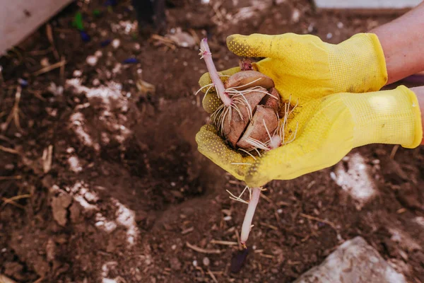 Primer Plano Jardinero Plantando Papa Trabajador Con Guantes Sosteniendo Brote —  Fotos de Stock