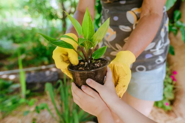 Primer Plano Niña Dando Planta Maceta Adulto Para Plantar Jardín — Foto de Stock