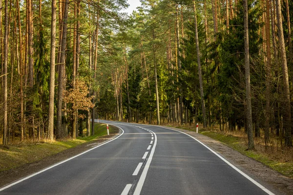 Black Asphalt Road Single Lane Middle Green Coniferous Forest Early — Stock Photo, Image