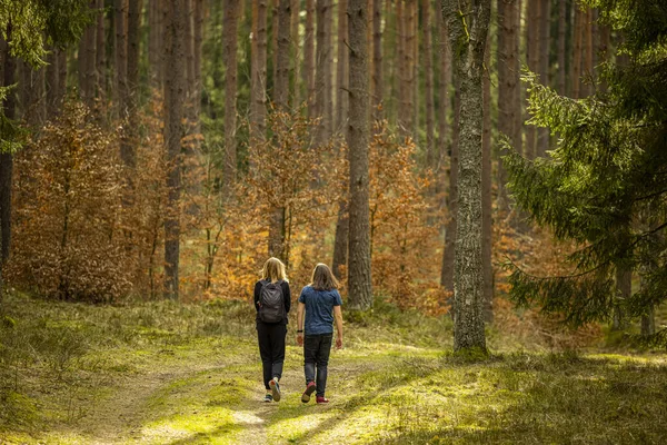 Baharın başları - güzel yeşil bir ormanda sırt çantasıyla bir yürüyüş - Polonya, Warmia ve Masuria