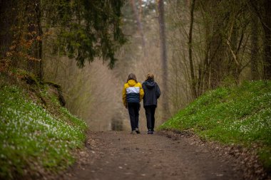Ormanda ilkbahar yürüyüşü ağaçların arasında ve beyaz orman çiçekleri - Ilık ve Masuria, Olsztyn, Polonya