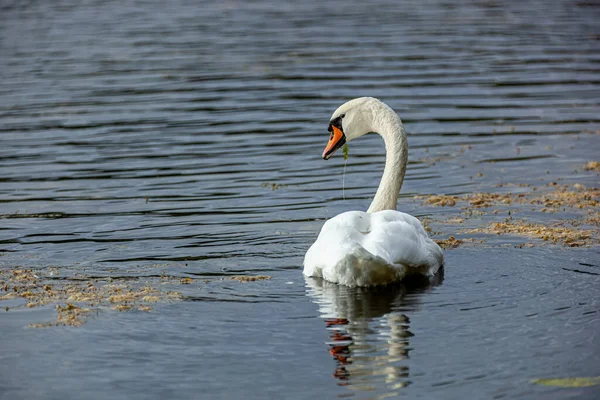 天鹅在Olsztyn的长湖上 一只来自Cygnini部落的长着红色喙的白色水鸟 — 图库照片