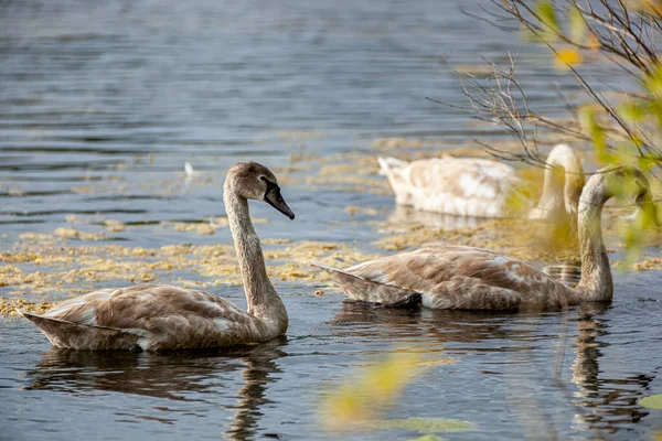 Cisnes Jóvenes Largo Lago Olsztyn Aves Acuáticas Grises Con Picos — Foto de Stock