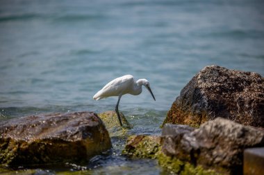 Balıkçıl familyasından küçük bir kuş türü olan Egretta Garzetta İtalya 'nın Sirmione yarımadasındaki Garda Gölü' nde yaşar.