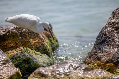 Balıkçıl familyasından küçük bir kuş türü olan Egretta Garzetta İtalya 'nın Sirmione yarımadasındaki Garda Gölü' nde yaşar.