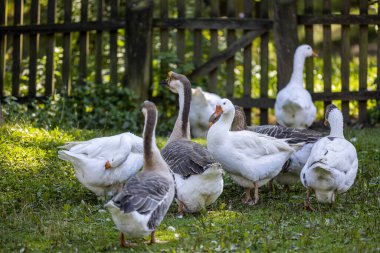 Bir kaz sürüsü - evcil kaz, kambur kaz ve Kartaca kazı - ahşap çitin yanındaki yeşil çimlerde - Warmia ve Masuria, Polonya