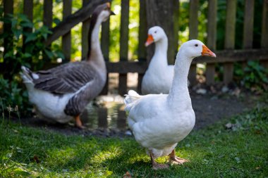 Bir kambur kaz ve iki ev kazı- tahtadan bir kapının yanındaki su birikintilerinde yürüyorlar - Warmia ve Masuria, Polonya
