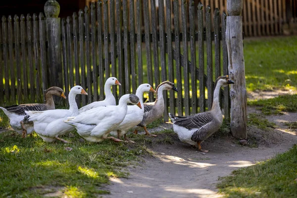 Flock Gäss Tamgås Knölgås Och Karthusisk Gås Grönt Gräs Vid — Stockfoto