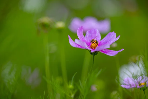 Kosmea 배경에 분홍색 장식용 꽃이며 꽃에는 꽃가루를 모은다 꽃잎은 분홍색이고 — 스톡 사진
