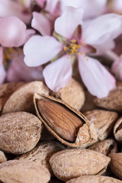 Amandes et macro arbre à fleurs, gros plan — Photo