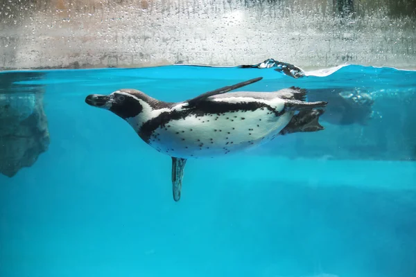 水中を泳ぐペンギンのクローズ アップ — ストック写真