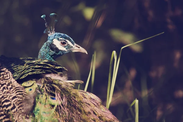 Retrato de pavo real azul en la naturaleza — Foto de Stock