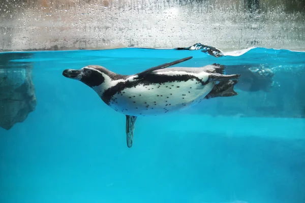 Primer plano del pingüino nadando bajo el agua Imagen de stock