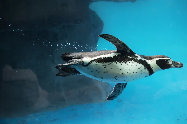 Gros plan de pingouin nageant sous l'eau Photo De Stock