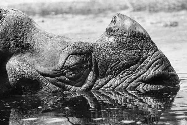 Rhino Portrait  in the water — Stock Photo, Image