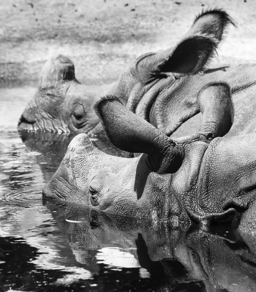 Two rhinos in the water — Stock Photo, Image