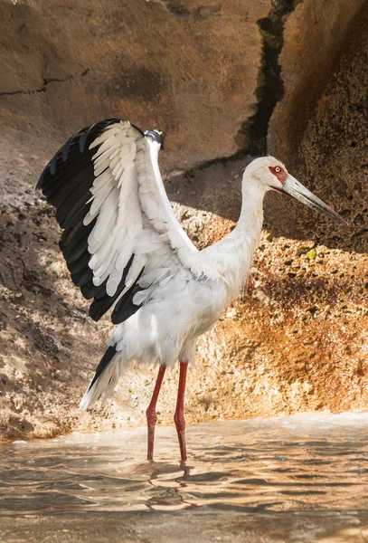 Portrait d'une cigogne, prenant un bain — Photo