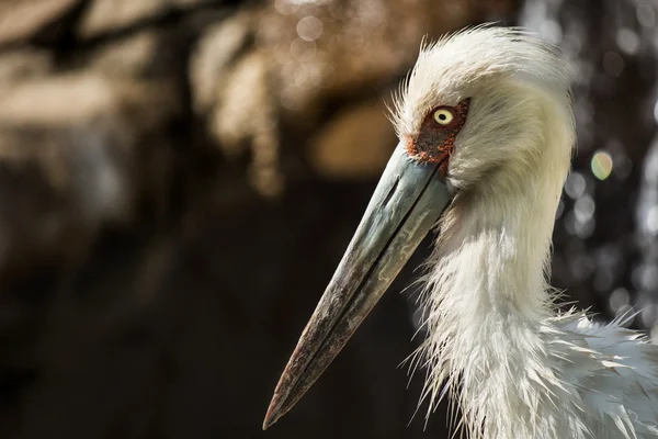 Portrait de cigogne, après avoir pris un bain — Photo