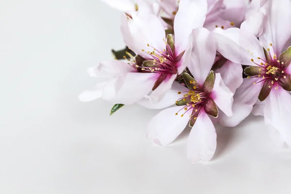 Bahar çiçekli dallar, beyaz backgrou badem ağacı çiçekleri