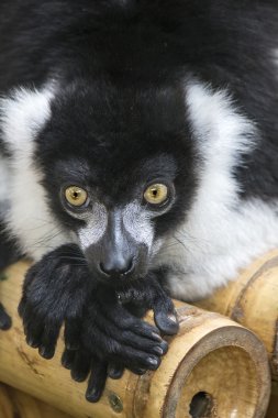 Nomascus Lemur, siyah ve beyaz, dinlenme