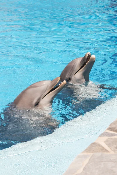 Two dolphin smiling in the water — Stock Photo, Image