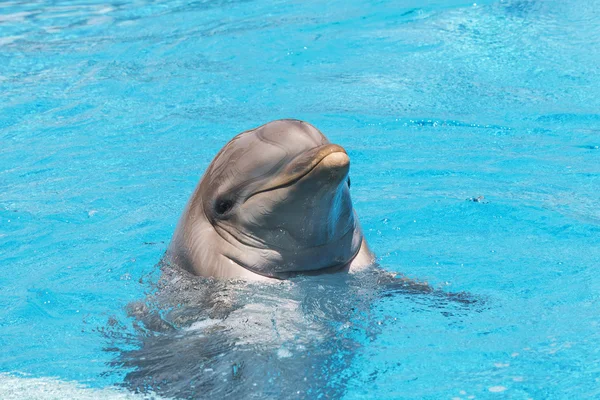 Dolphin smiling in the water — Stock Photo, Image