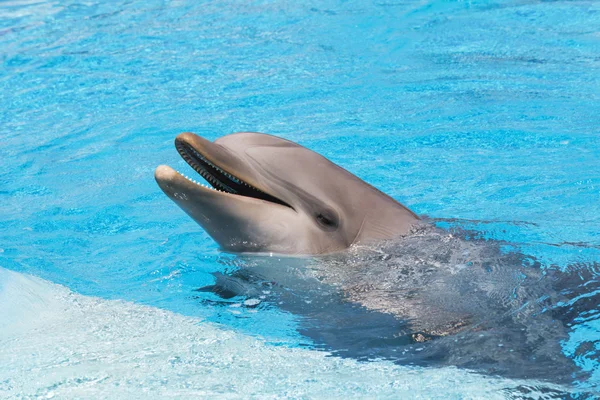 Dolphin smiling in the water — Stock Photo, Image