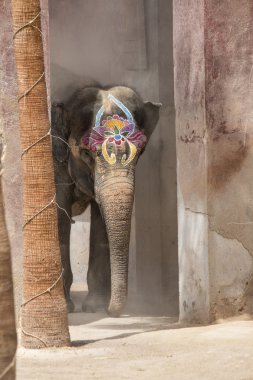 Holi Festivali Hindistan'da büyük geleneği ile renkli fil