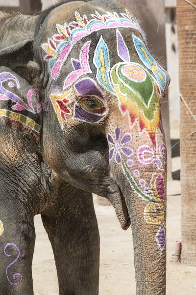Colorful elephant with large tradition in India in Holi Festival — Stock Photo, Image