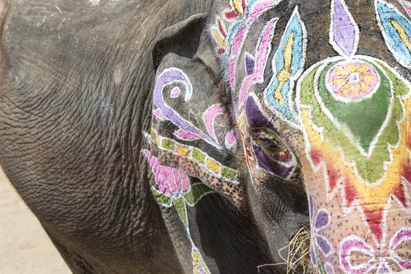 Colorful elephant with large tradition in India in Holi Festival — Stock Photo, Image