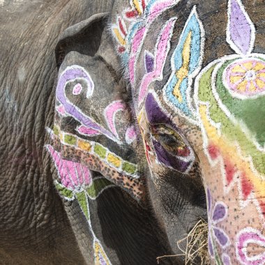 Holi Festivali Hindistan'da büyük geleneği ile renkli fil