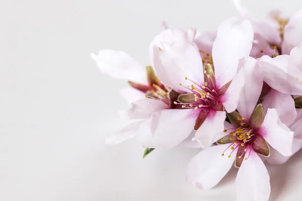 Ramas florecientes de primavera, flores de almendros sobre fondo blanco — Foto de Stock