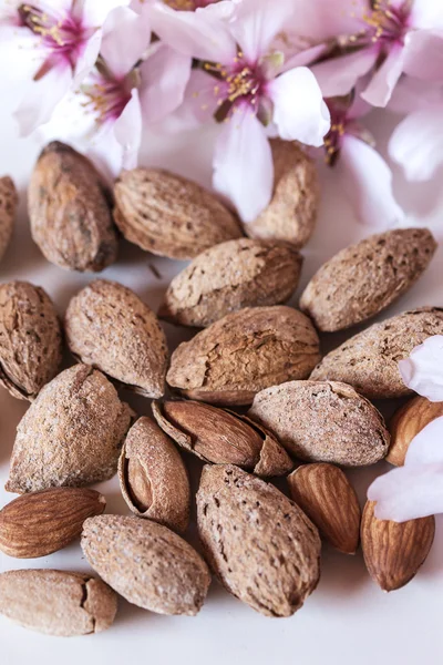 Amandes et arbre à fleurs — Photo