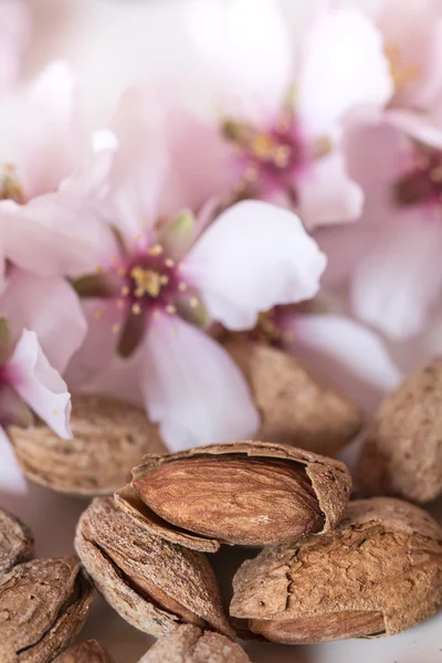 Amandes et arbre à fleurs sur fond blanc — Photo