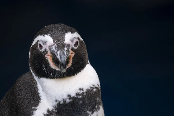 Humboldt penguin (Spheniscus humboldti) — Stock Photo, Image