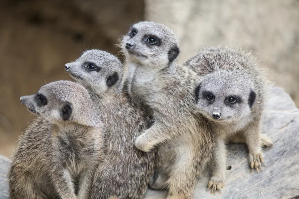 Meerkat group standing up and looking in a blur background