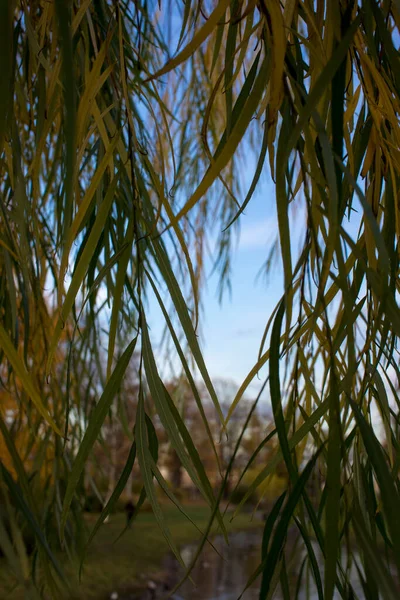 A close up of a willow tree — Stock fotografie