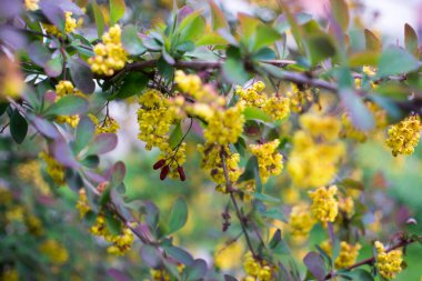 Güzel bahar çiçekleri Berberis thunbergii Atropurpurea çiçek yumuşak odak. Zarif bokeh mor yaprakları arka planda böğürtlen küçük sarı çiçekler Makro. Tasarım için doğa konsepti.