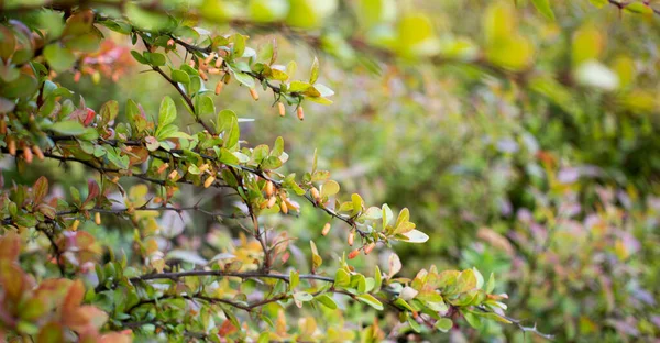 美しい春の花の柔らかい焦点ベルベリス・トゥンベルギイ・アトロプルアの花。エレガントなボケ紫の葉を背景にバーベリーの小さな黄色の花のマクロ。デザインのための自然の概念. — ストック写真
