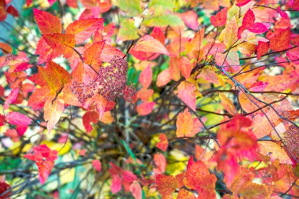 Heldere herfst achtergrond bladeren en vruchten van bosbessen — Stockfoto