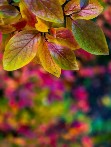 Bright autumn background leaves and fruits of chokeberry Bush — Stock Photo, Image