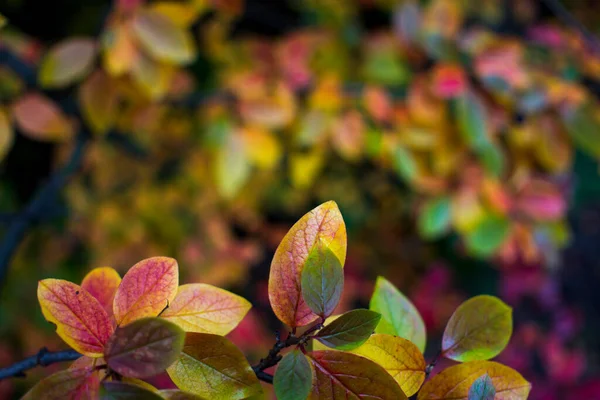 Bright autumn background leaves and fruits of chokeberry Bush — Stock Photo, Image