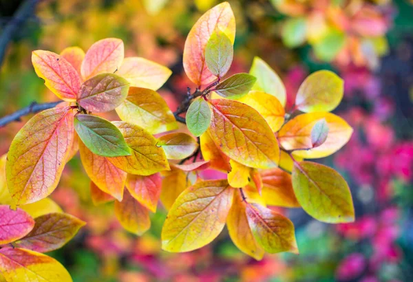 Outono brilhante fundo folhas e frutos de chokeberry Bush — Fotografia de Stock