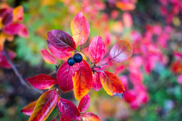 Heller Herbsthintergrund Blätter und Früchte der Apfelbeere Bush — Stockfoto