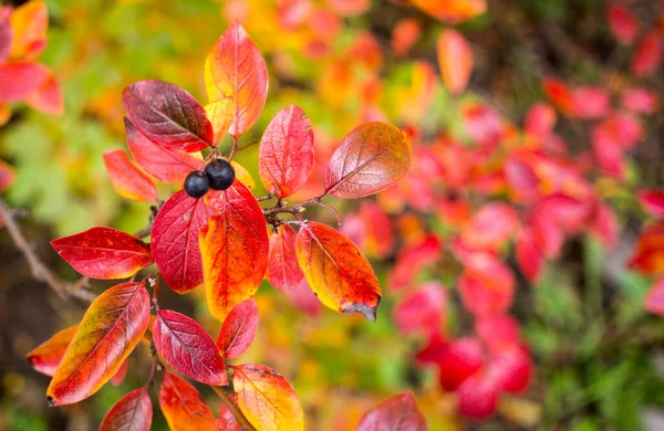Brillante otoño fondo hojas y frutos de garbanzo Bush — Foto de Stock